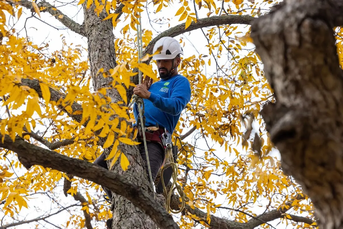 Skilled Tree Planing crew working in Robbins
